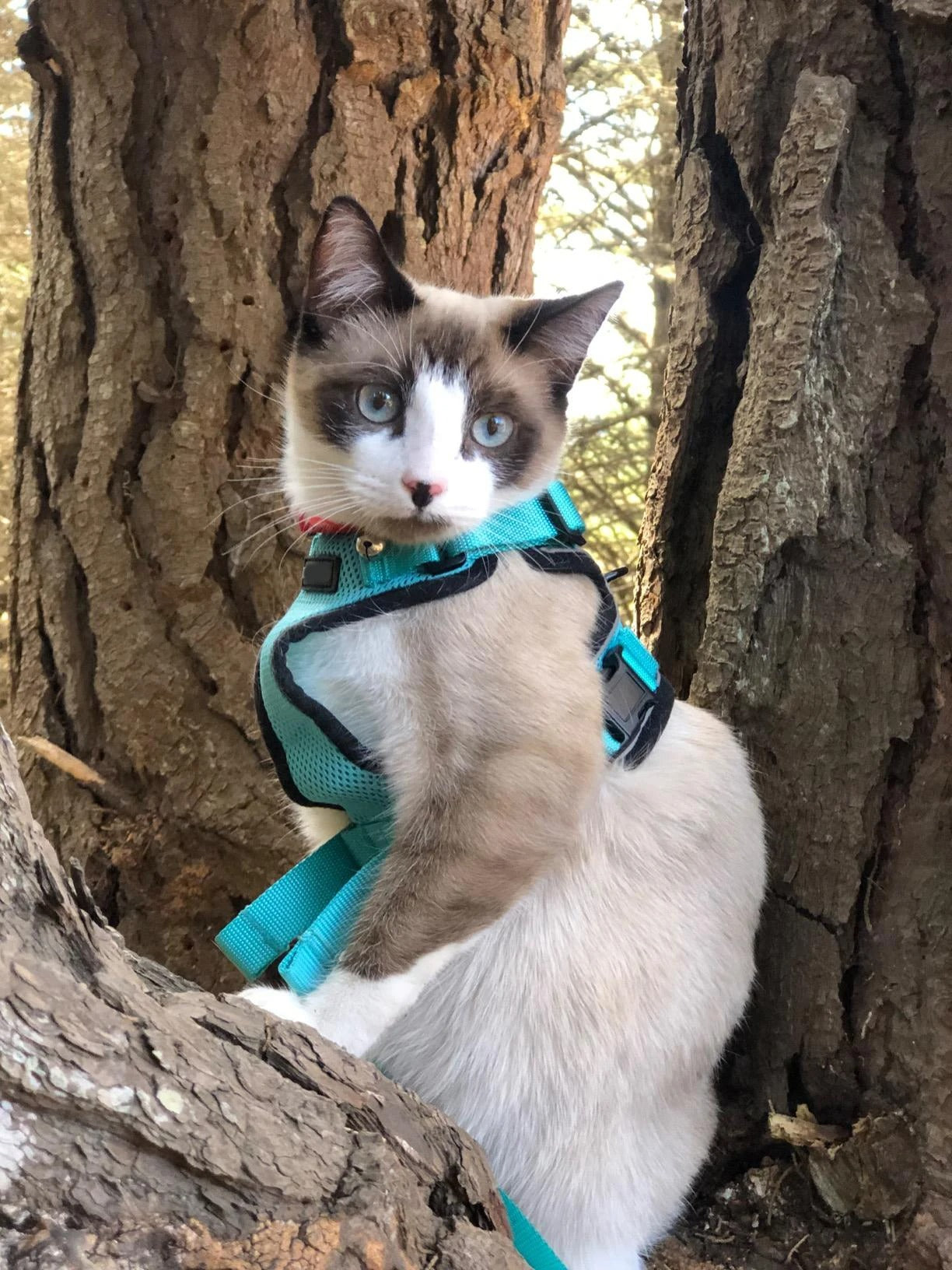 Pet Cat Harness And Leash Set